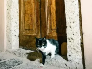 Topkapı Sarayı’nda yüzyıllık kedi kapısı yeniden açıldı