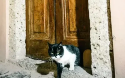 Topkapı Sarayı’nda yüzyıllık kedi kapısı yeniden açıldı