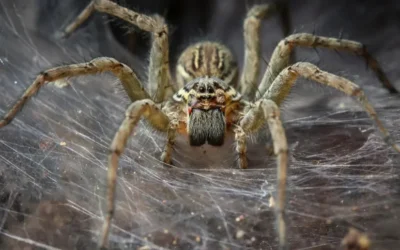 100.000 örümceğin yaşadığı dev ağ bilim dünyasını hayrete düşürdü!